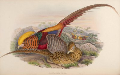 Thaumalea picta by John Gould